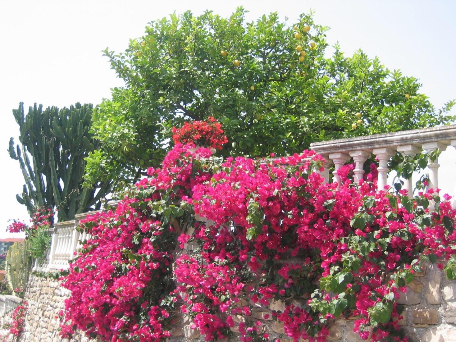 Ca Dei Conti Βίλα San Bartolomeo Al Mare Δωμάτιο φωτογραφία